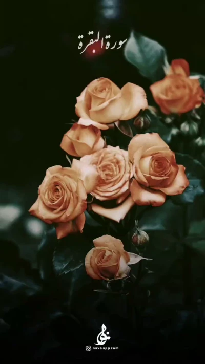 سورة البقرة
