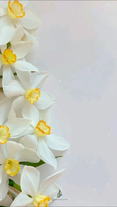 عطر نرگس....