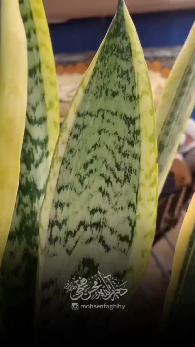 روز مباهله....